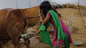 Maybe you would like to learn more about one of these? Cow Dung Soap Is Cleaning Up In India But Are There Any Scientific Benefits Goats And Soda Npr