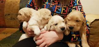 Maybe you would like to learn more about one of these? Golden Retriever Lebanon Posts Facebook