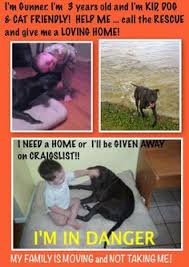 South florida florida keys fort myers heartland fl lakeland orlando sarasota space coast tampa bay treasure coast. 81 Animsl Causes Ideas Animal Rescue Animal Abuse Animals