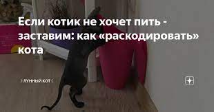 dumaj kak kot dejstvuj kak kot