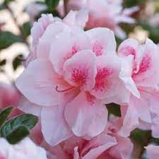 It is fortunate that azaleas have fine, fibrous root systems, because it. Encore Azalea 1 Gal Autumn Ivory Dwarf Evergreen Re Blooming Shrub With White Blooms 80431 The Home De In 2021 Reblooming Flowers Shade Loving Shrubs Azalea Shrub