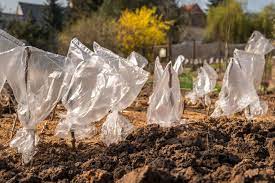 Take 4 to 7 inches cuttings from the desired grapefruit tree. Starting Apple Tree Cuttings Grow An Apple Tree From Cuttings