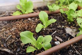 Butterhead or romaine types can be harvested by removing the outer leaves, digging up the whole plant, or cutting the plant about an inch above the soil surface. How To Grow Butterhead Buttercrunch Lettuce
