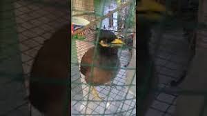 Bunyi burung tiong gembala kerbau termasuk juga menguak, berketak, chirps, click serta bersiul, serta dia seringkali mengepak bulunya serta burung tiong gembala kerbau bersarang berkelompok selama tahun, pada sebuah grup seperti jungle mynas, rosy starlings, burung gagak. Suara Burung Gembala Kerbau Youtube