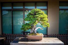 Tanaman bonsai adalah tumbuhan atau pohon yang berbentuk kecil ( mini) dan biasanya ditanam dalam pot. 10 Rekomendasi Gaya Bonsai Paling Unik Dan Menarik Ini Cocok Dijadikan Dekorasi Untuk Mempercantik Rumah
