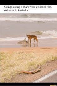 A Dingo Eating A Shark While 2 Snakes Root Welcome To Australia Ifunny Dingo Shark Cool Hand Luke