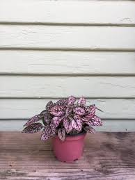 Image result for Hypoestes
