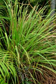 Image result for Cymbopogon nardus