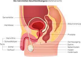 Der Intimbereich Beim Mann Ist Mit Zarter Intimhaut Uberzogen Deumavan