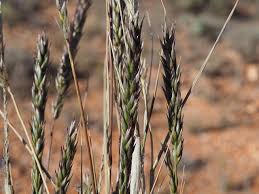 Image result for Enneapogon