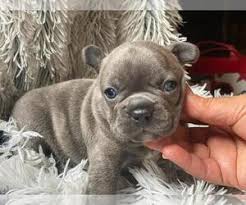 The french bulldog is a small sized domestic breed that was an outcome of crossing the ancestors of bulldog brought over from england with the local. View Ad French Bulldog Puppy For Sale Near Massachusetts Boston Usa Adn 213561