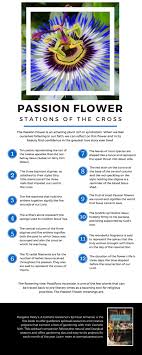 Passion Flower And The Stations Of The Cross Passion Flower Flowers Flower Beauty