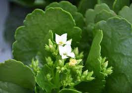 In a sea of green plants, white succulents can add just the right touch of brightness. Greasy Plant White Flowers Green Free Photo On Pixabay