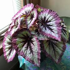 Image result for Begonia oxyloba