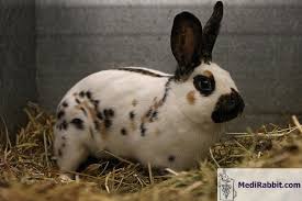 Managing Megacolon In Rabbits: A Comprehensive Information Storage Page