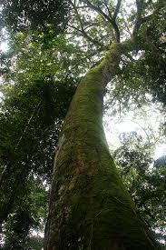 Image result for Brachystegia