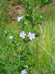 Image result for Freylinia