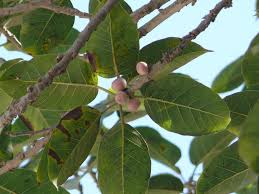 Image result for Ficus stuhlmannii