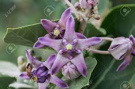 We also offer the white flowered form. Purple Crown Flower Giant Indian Milkweed Giant Milkweed Calotropis Stock Photo Picture And Royalty Free Image Image 65727886