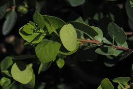 Image result for Pterocelastrus