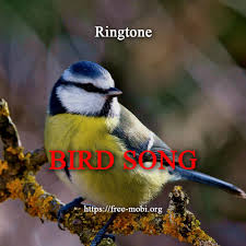 Birds Song Ringtone From Category Animals Download Free For Mobile Phone Free Mobi Org Free Mobile Content Animal Sounds Song Bird Animals