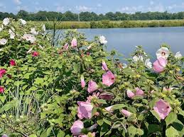 Image result for Hibiscus seineri