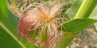 Contribuie la o funcționare normală a sistemului imunitar. MÄtasea De Porumb Are Multiple Beneficii Pentru SÄnÄtate