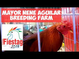 The mayor of las piñas (filipino: Fiestag 2019 Mayor Nene Aguilar Youtube