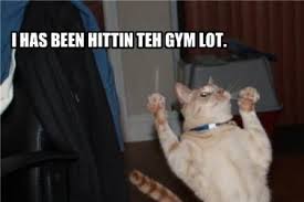 Image result for lolcats