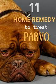 How To Treat Parvo In Dogs And Puppies 11 Home Remedies For Parvo Treatment Parvo Home Remedies Remedies