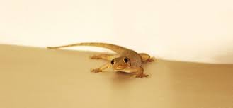 Do ultrasonic pest control devices work to eliminate roaches? Rodent Control