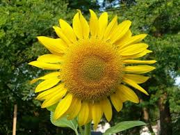 Sunflower free stock photo of summer sun garden yellow mature sunflower. Sunflower Wallpapers Earth Hq Sunflower Pictures 4k Wallpapers 2019