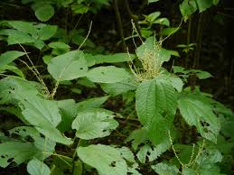Image result for Boehmeria macrophylla