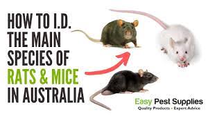 Over the past six months, tens of millions of mice have infested new south wales in australia. How To Identify The Main Pest Species Of Rats Mice In Australia Youtube
