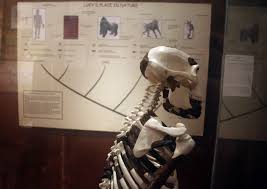 We did not find results for: Lucy S 40th Birthday Looking Back On The Impact Of The Australopithecus