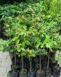 Tempat jual bibit bunga aglonema murah. Jual Bibit Tanaman Buah Murah Bergaransi Higaragro