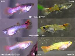 Guppy Fry Growth Stages Related Keywords Suggestions