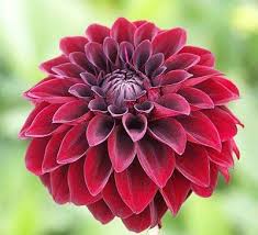 Pin By Cheyenne Jewell On Other Misc Dahlia Flower Growing Dahlias Flowers