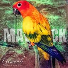 Maverick The Parrot Maverickparrot Twitter Logan Paul Friends Logan Paul Kong Logan Paul