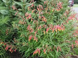 Image result for Scleria laxiflora