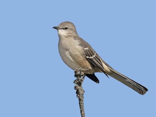 Northern Mockingbird - Mimus polyglottos - Birds of the World