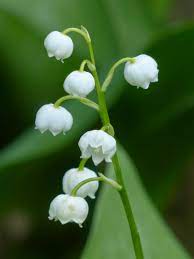 Il est émerveillé par leur beauté. 1er Mai Fete Du Muguet Origine D Un Symbole Porte Bonheur