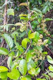 Image result for Tetracera