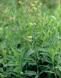 Image result for Launaea