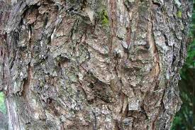 Image result for Harungana madagascariensis