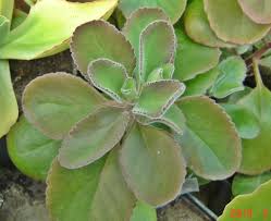 Image result for Kalanchoe lateritia