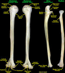 Radius bone with labels.gif 800 × 800; Bio201 Arm Bones