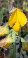 Image result for Crotalaria capensis