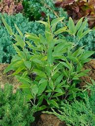 Image result for Shibataea kumasasa