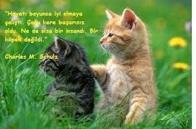 Hayvan Sevgisi Hakkinda Resimli Sozler E1529230588175 Hayvanlar Ile Ilgili Resimli Sozler Resimli Hayvanlar Ile Ilgili Soz Kitten Wallpaper Pets Cats Animals